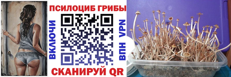 Псилоцибиновые грибы GOLDEN TEACHER Инта